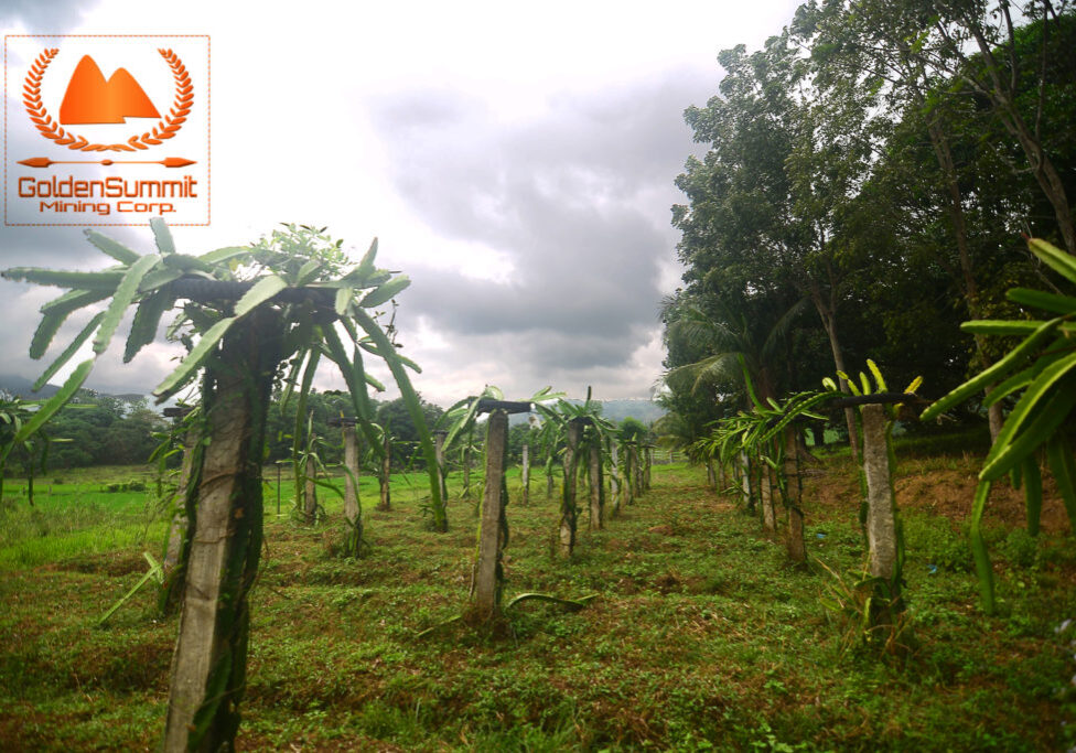 Dragon Fruit Trees