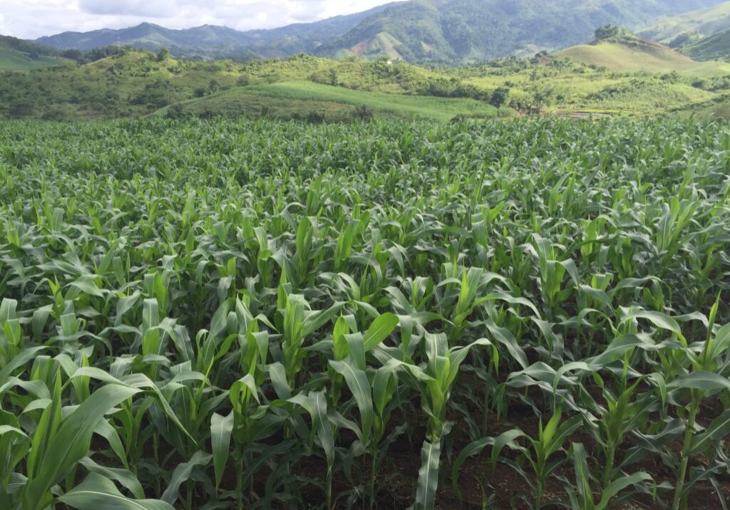Corn Field